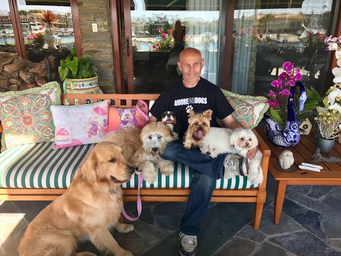 Dog day care center K9 City Play 'n Stay Mission Viejo