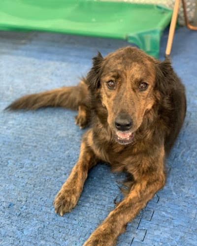 Dog day care center K9 Keep Fit Santa Clara