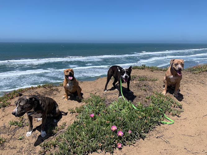 Dog day care center K9 Trails 4 Tails LLC Vallejo