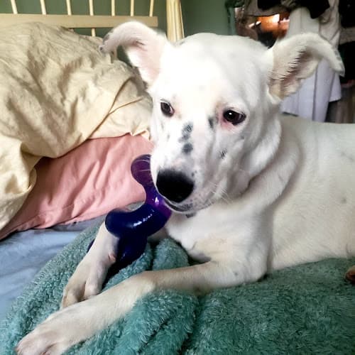 Dog day care center Kahoots Carlsbad