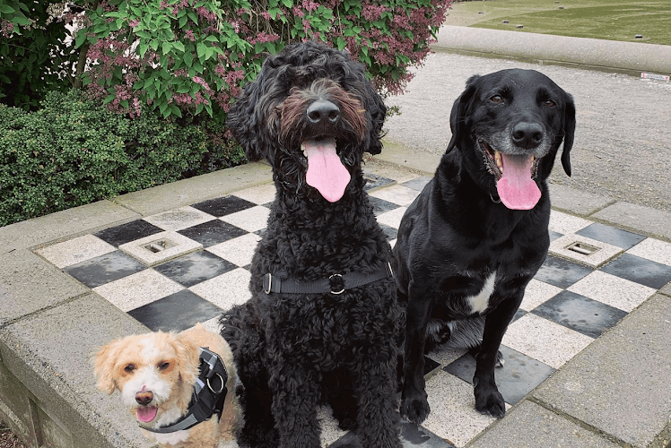 Dog day care center Kali's K9s - Seattle Dog Boarding & Outings Seattle