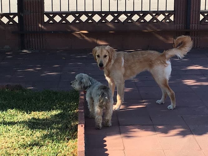 Dog day care center Karma Dog Training Lancaster Lancaster