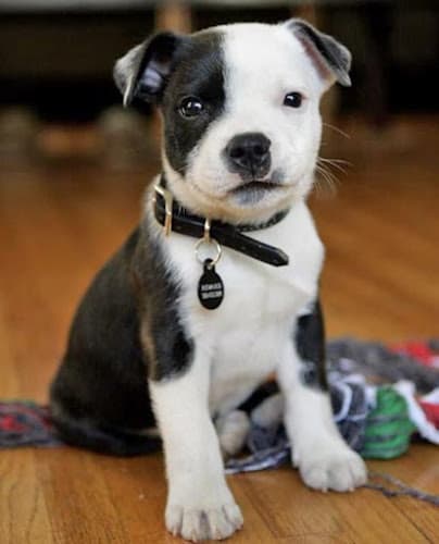 Dog day care center Karma Dog Training Santa Clarita Santa Clarita