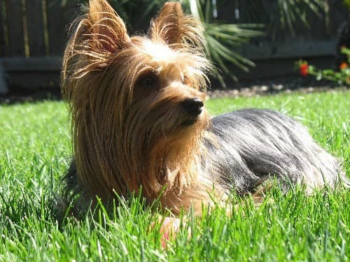 Dog day care center Kelley's Pets Clovis