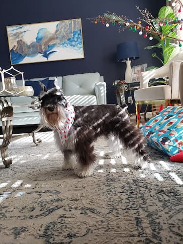 Dog day care center Ken Neill Kennels Lancaster