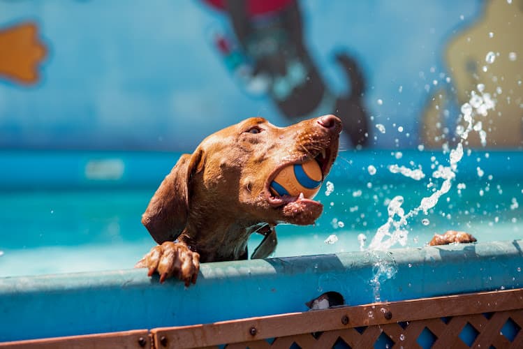 Dog day care center Kennel Club LAX Los Angeles