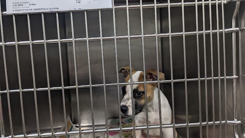 Dog day care center Kern County Animal Services Bakersfield
