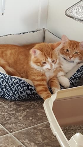 Dog day care center Kittercare Vacaville