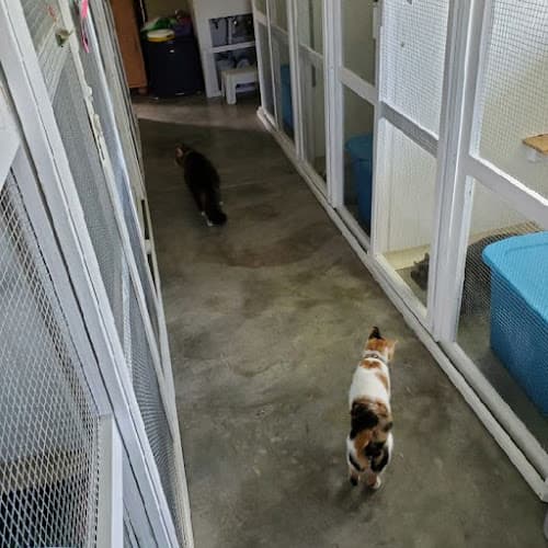 Dog day care center Kitty Cat Hotel Eugene Eugene