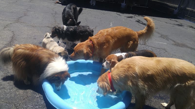 Dog day care center Klub K9 Play Center Santa Clara