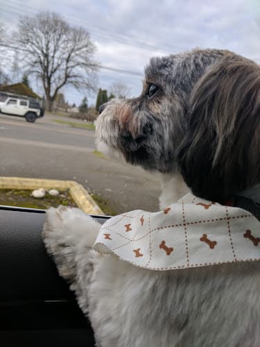 Dog day care center Kung Fu Shih-Tzu Vancouver