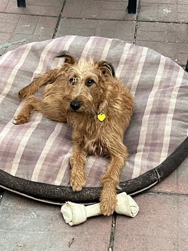 Dog day care center La Palma Veterinary Hospital Anaheim