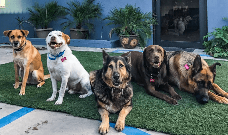 Dog day care center LAK9S Los Angeles