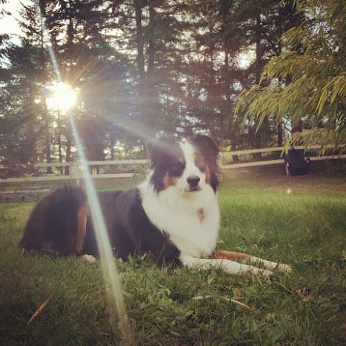 Dog day care center Lake Meridian Animal Hospital Kent