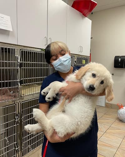 Dog day care center Lakewood Pet Vet Long Beach