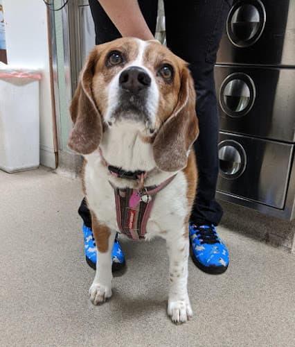 Dog day care center Lancaster Pet Clinic Lancaster