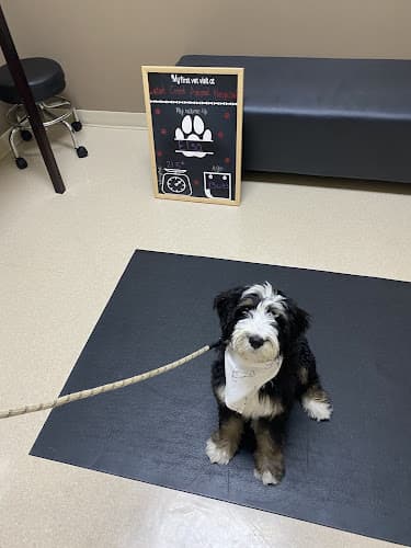 Dog day care center Latah Creek Animal Hospital Spokane