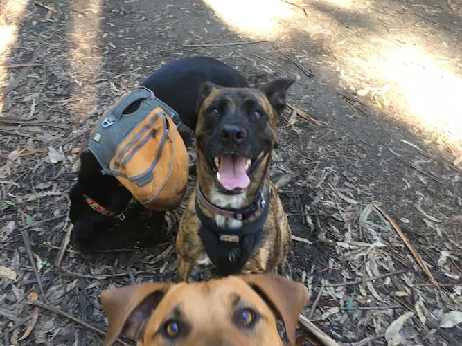 Dog day care center Laura's Trailpals Daly City
