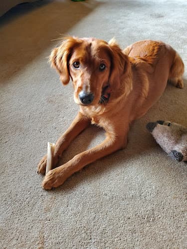 Dog day care center Laurel Acres Kennels Hillsboro