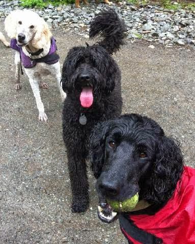 Dog day care center Le Pet Concierge Kent