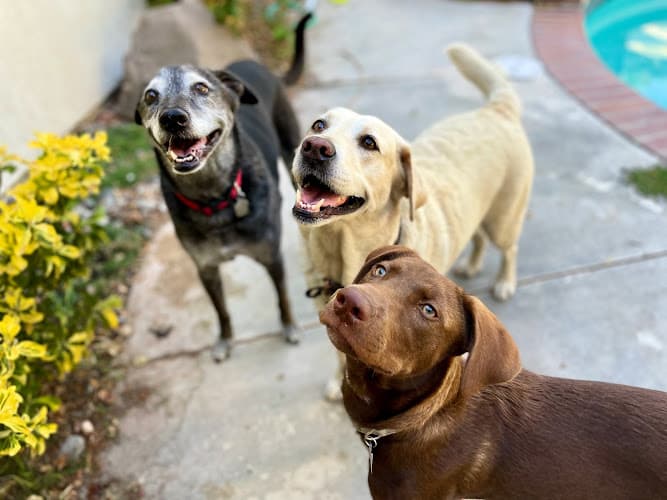 Dog day care center Leanimal's Animals Pet Sitting Temecula