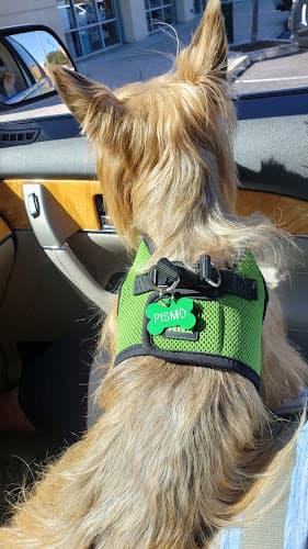 Dog day care center Lemos Feed & Pet Supply Santa Maria