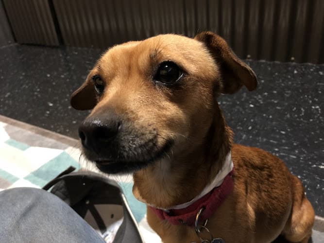 Dog day care center LexiDog on Macadam Portland