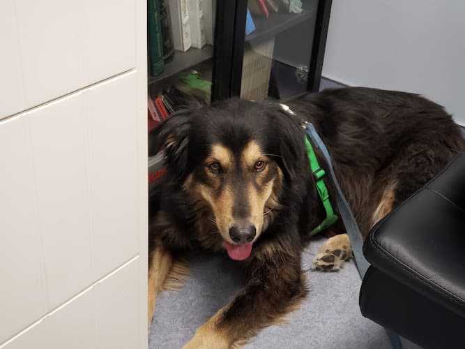 Dog day care center Limehouse Veterinary Clinic Glendale