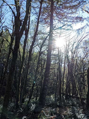 Dog day care center Lin Tara Sunset Kennel I Affordable & Reliable Dog Boarding in Hillsboro, OR Hillsboro