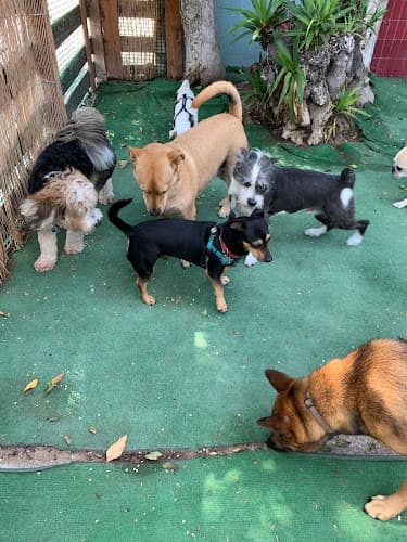 Dog day care center Lincoln Bark Santa Monica