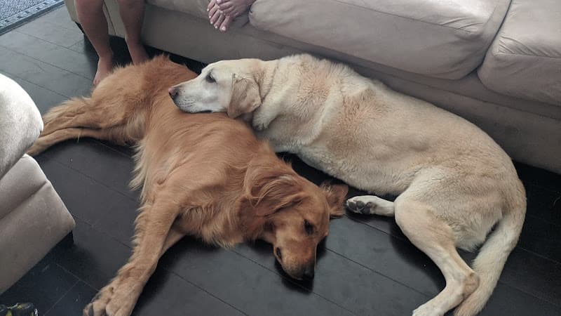 Dog day care center Lindsey's Waggin' Tails Pet Training Simi Valley