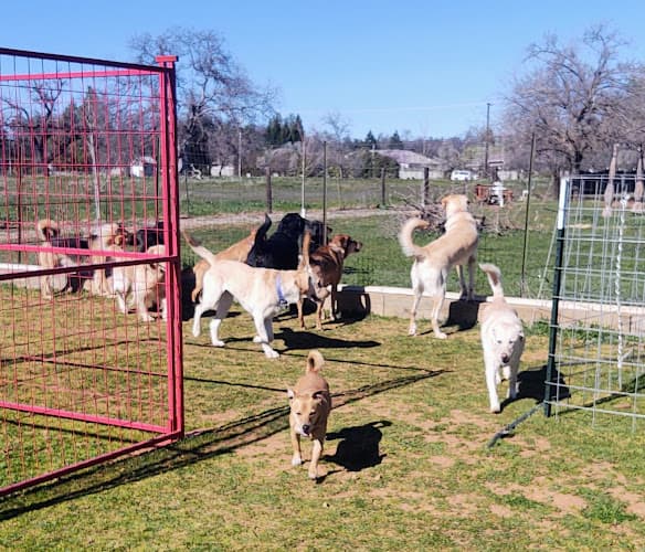 Dog day care center Little Bo Peep doggie daycare Redding