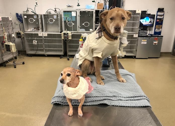 Dog day care center Long Beach Animal Emergency Long Beach