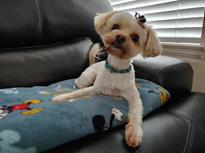 Dog day care center Lorrie's Paw Spa Rancho Cucamonga
