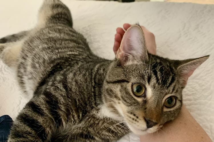 Dog day care center Love Your Feral Felines Vista