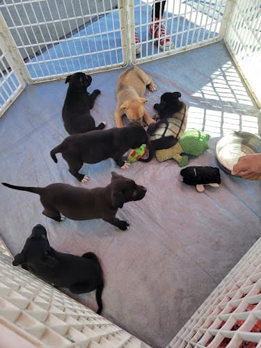 Dog day care center Lovejoy Foundation Inglewood