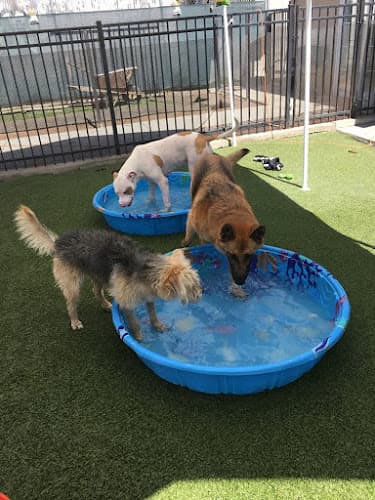 Dog day care center Loving Pet Hotel Long Beach