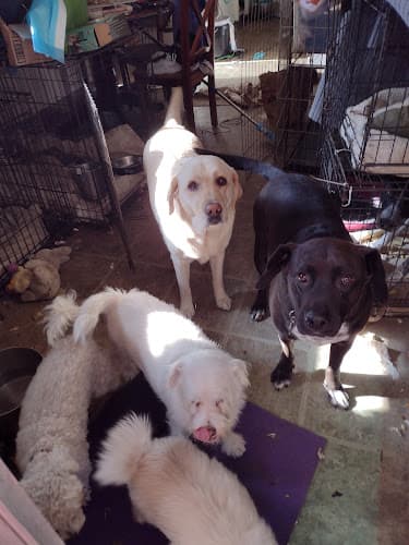 Dog day care center Loving pet services Ventura