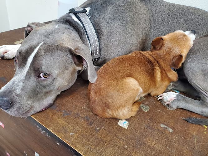 Dog day care center Lu & Rue's Doggy Daycare & Grooming Bend