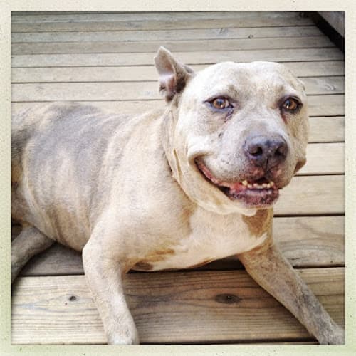 Dog day care center Lucky Buddy Petcare Sacramento