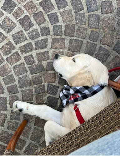 Dog day care center Lucky Charm Golden Retrievers San Bernardino