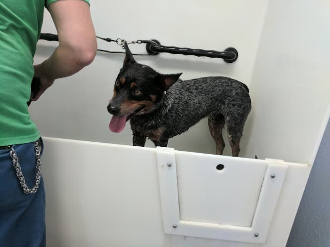 Dog day care center Lucky Dog Pet Resort Santa Maria