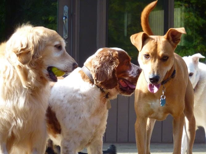 Dog day care center Lucky Dog Resort Everett
