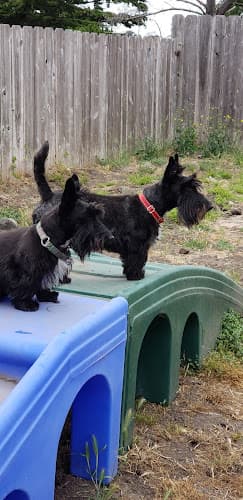 Dog day care center Lucky Pawz Pet Services Daly City