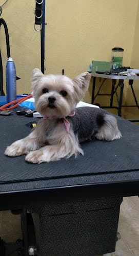 Dog day care center Lucky's Pet Care Santa Monica