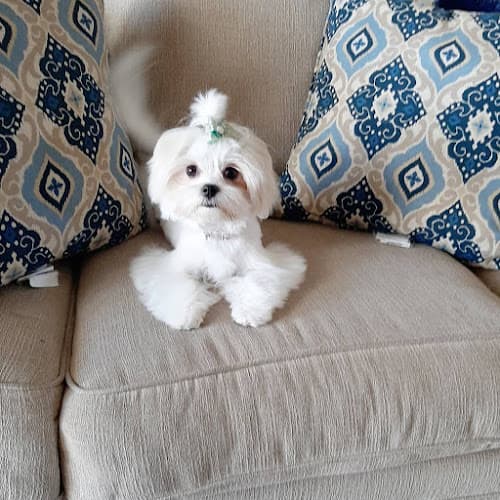 Dog day care center LUV-n-PAWS Hesperia