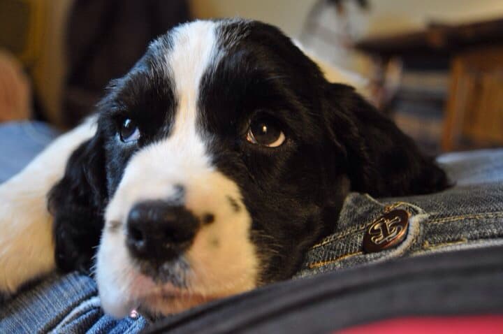 Dog day care center Luv Your Pet Petsitting Hillsboro