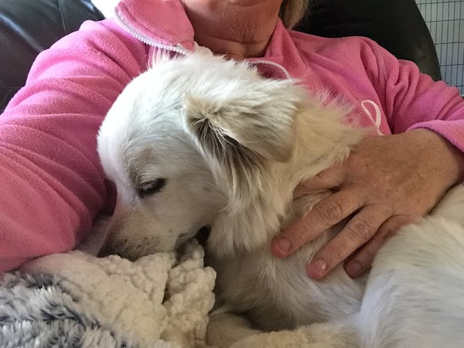 Dog day care center Luvy's Pet Service Norwalk