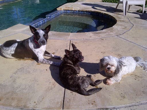 Dog day care center Ma & Paw Kennel Simi Valley