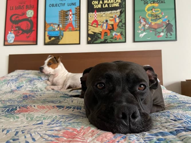 Dog day care center Marguerite Animal Hospital Mission Viejo